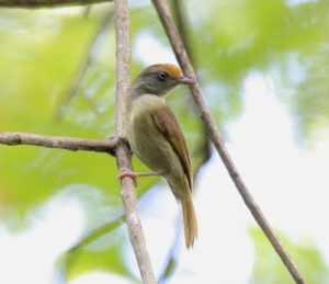 Ochre-crowned Greenlet