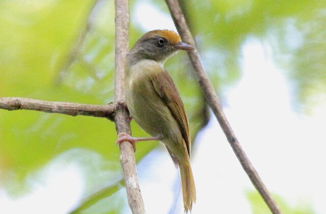 Ochre-crowned Greenlet