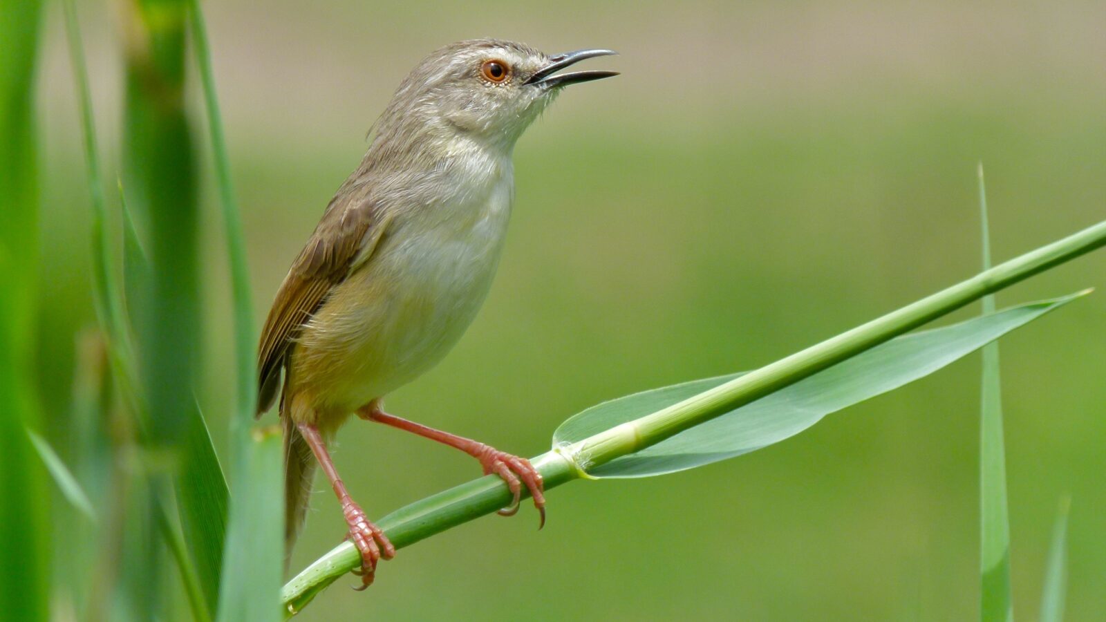 Tawny-flanked Prinia