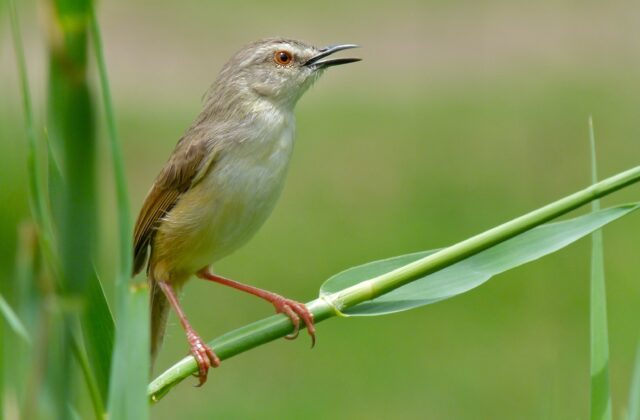 Tawny-flanked Prinia
