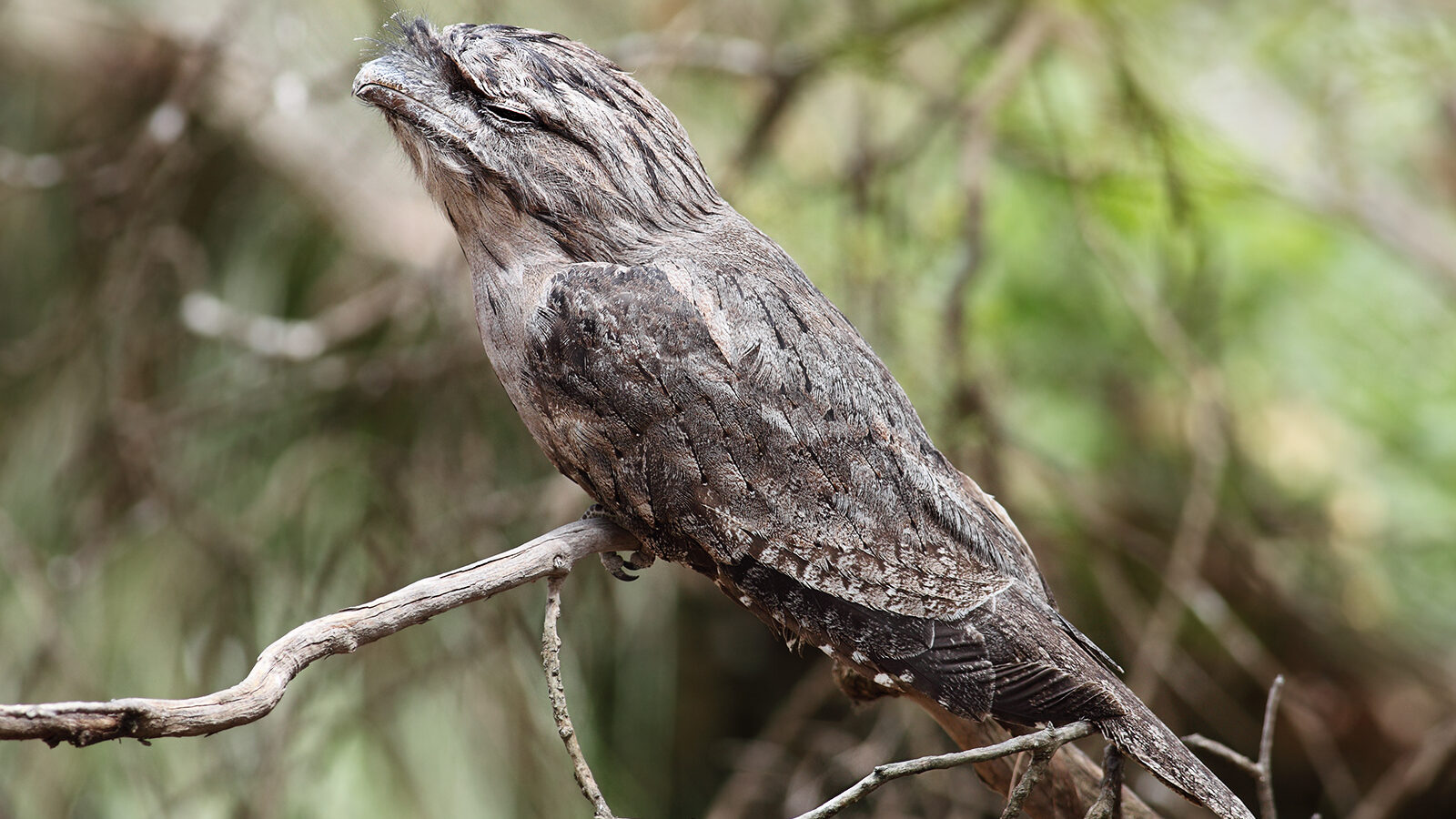 Tawny Frogmouth