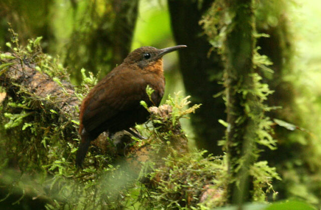 Dusky Leaftosser