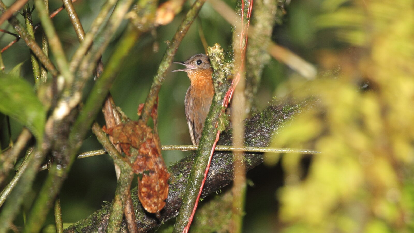 Tawny-throated Leaftosser