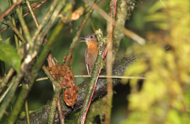 Tawny-throated Leaftosser