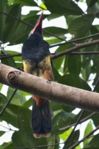 Tawny-tufted Toucanet