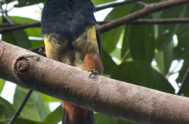 Tawny-tufted Toucanet