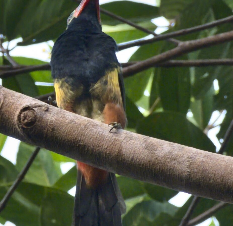 Tawny-tufted Toucanet