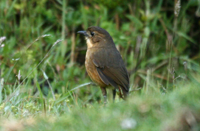 Tawny Antpitta