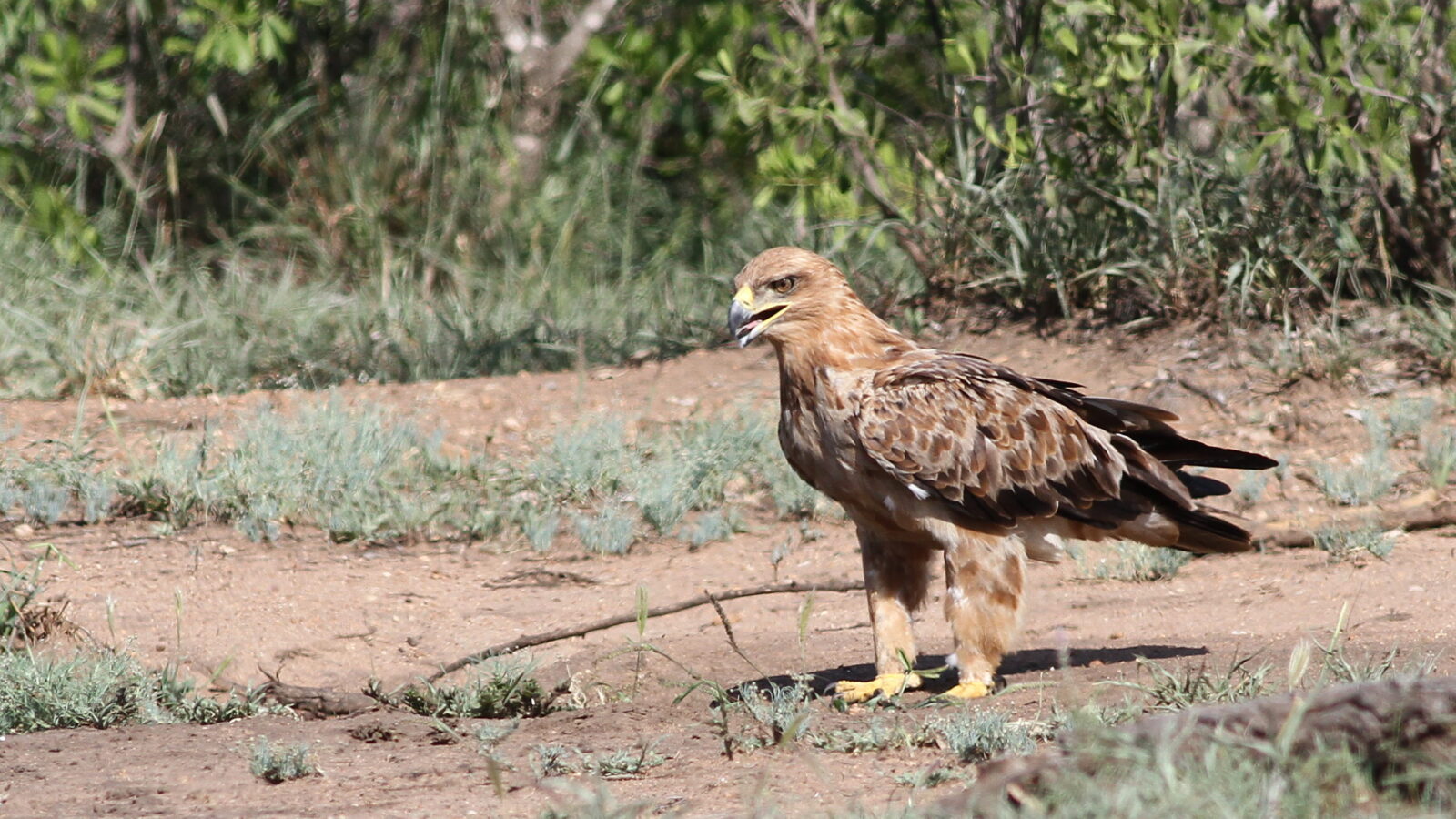 Tawny Eagle