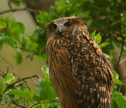 Tawny Fish Owl