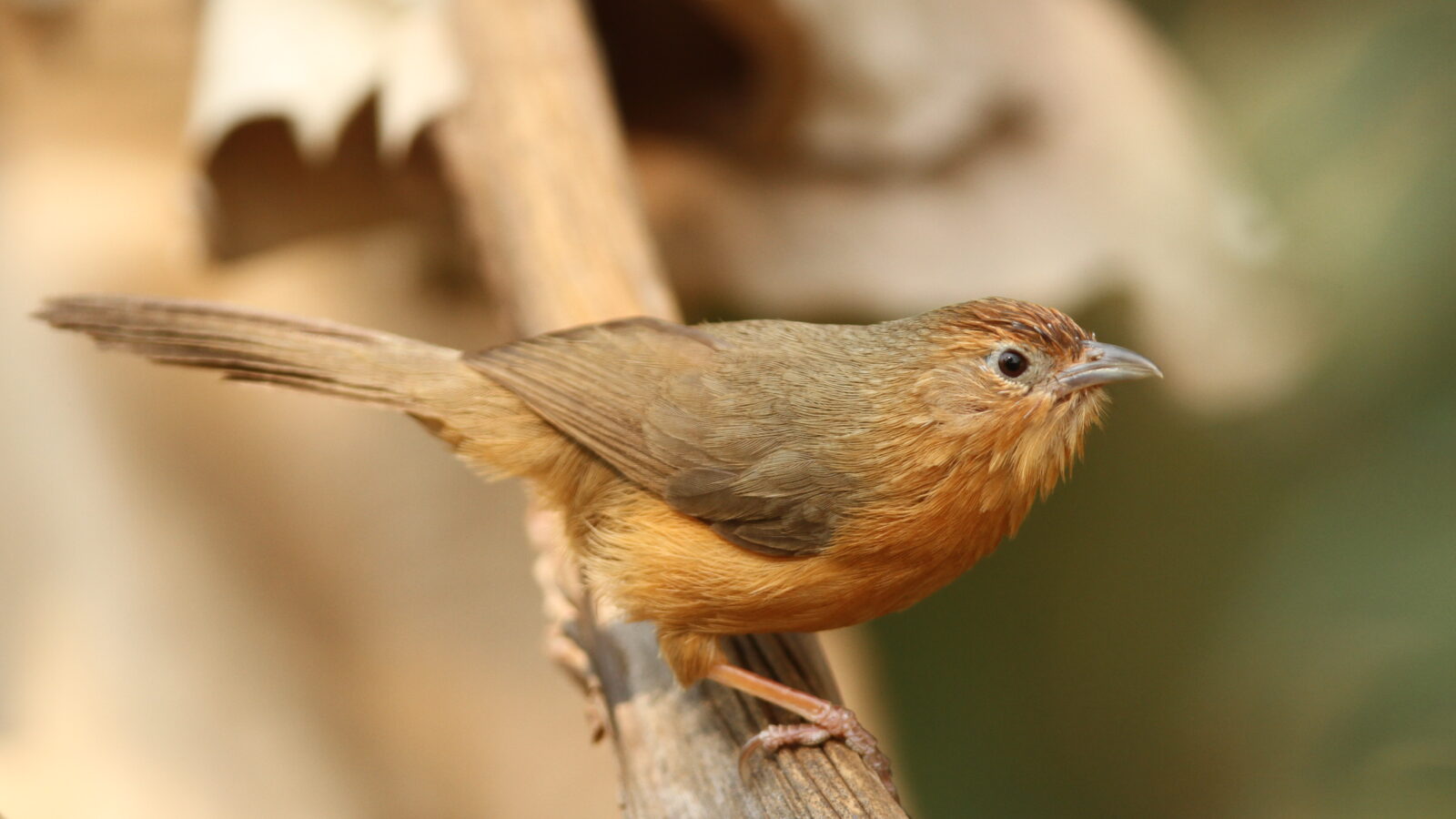 Tawny-bellied Babbler