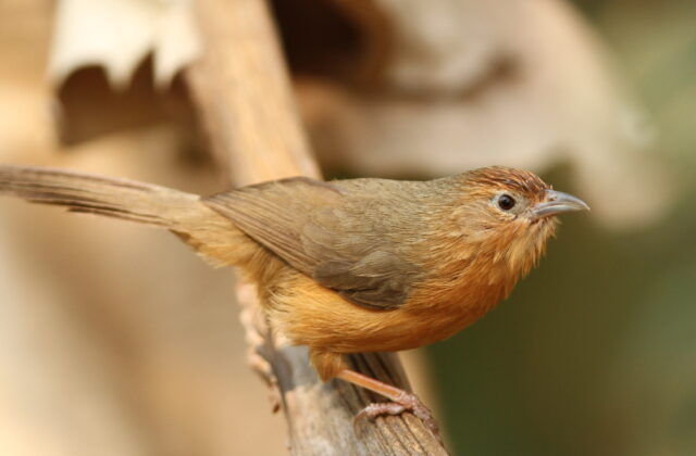 Tawny-bellied Babbler