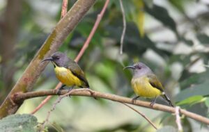 Apo Sunbird