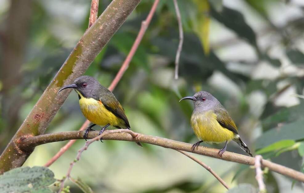 Apo Sunbird