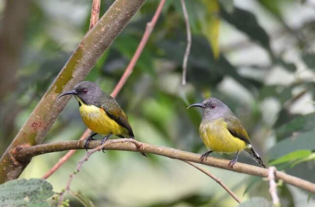 Tboli Sunbird