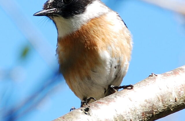 Reunion Stonechat