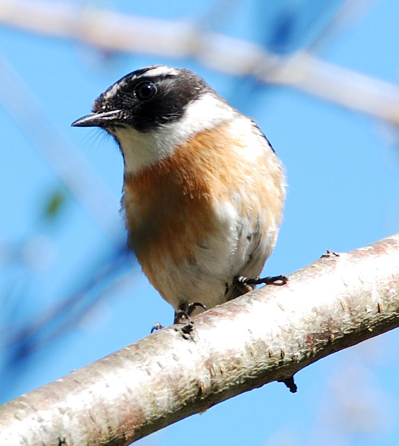 Reunion Stonechat
