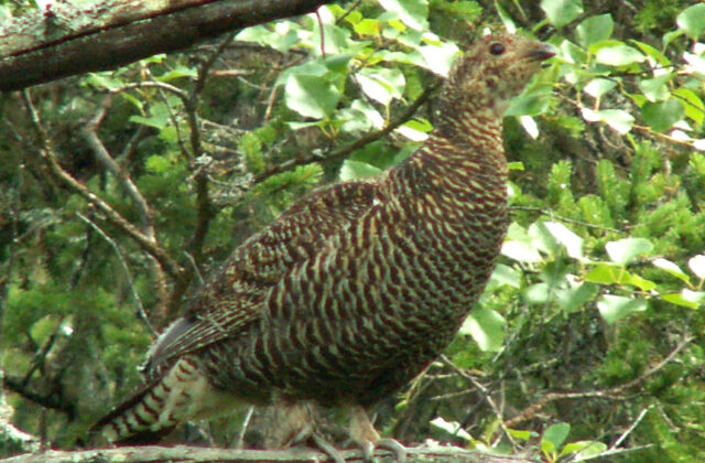 Black Grouse