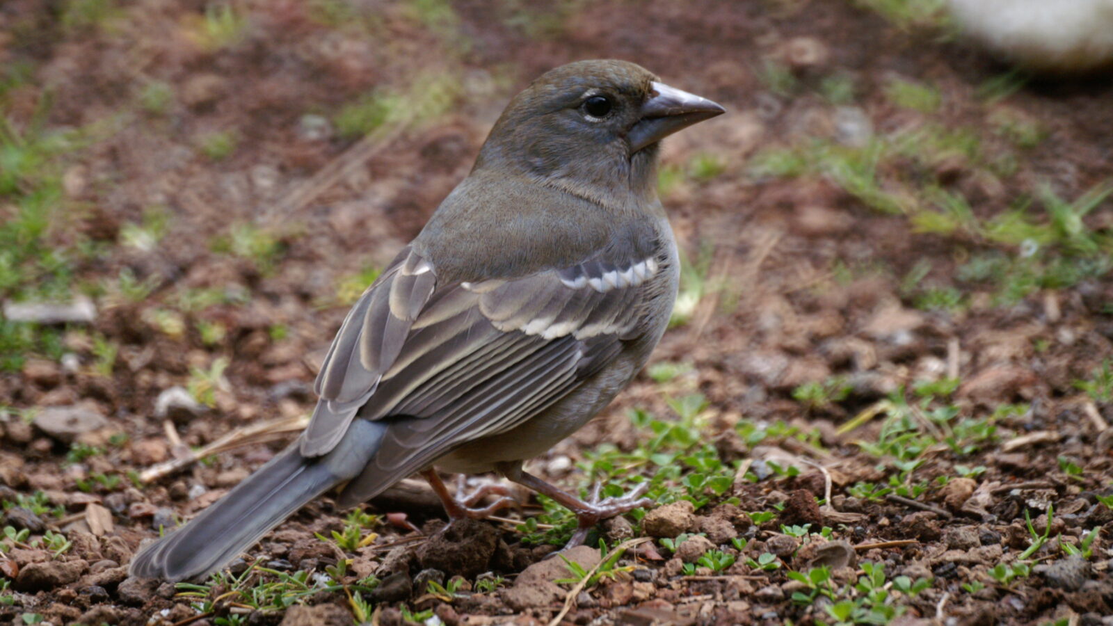 Tenerife Blue Chaffinch