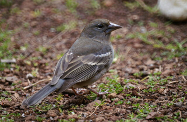 Tenerife Blue Chaffinch