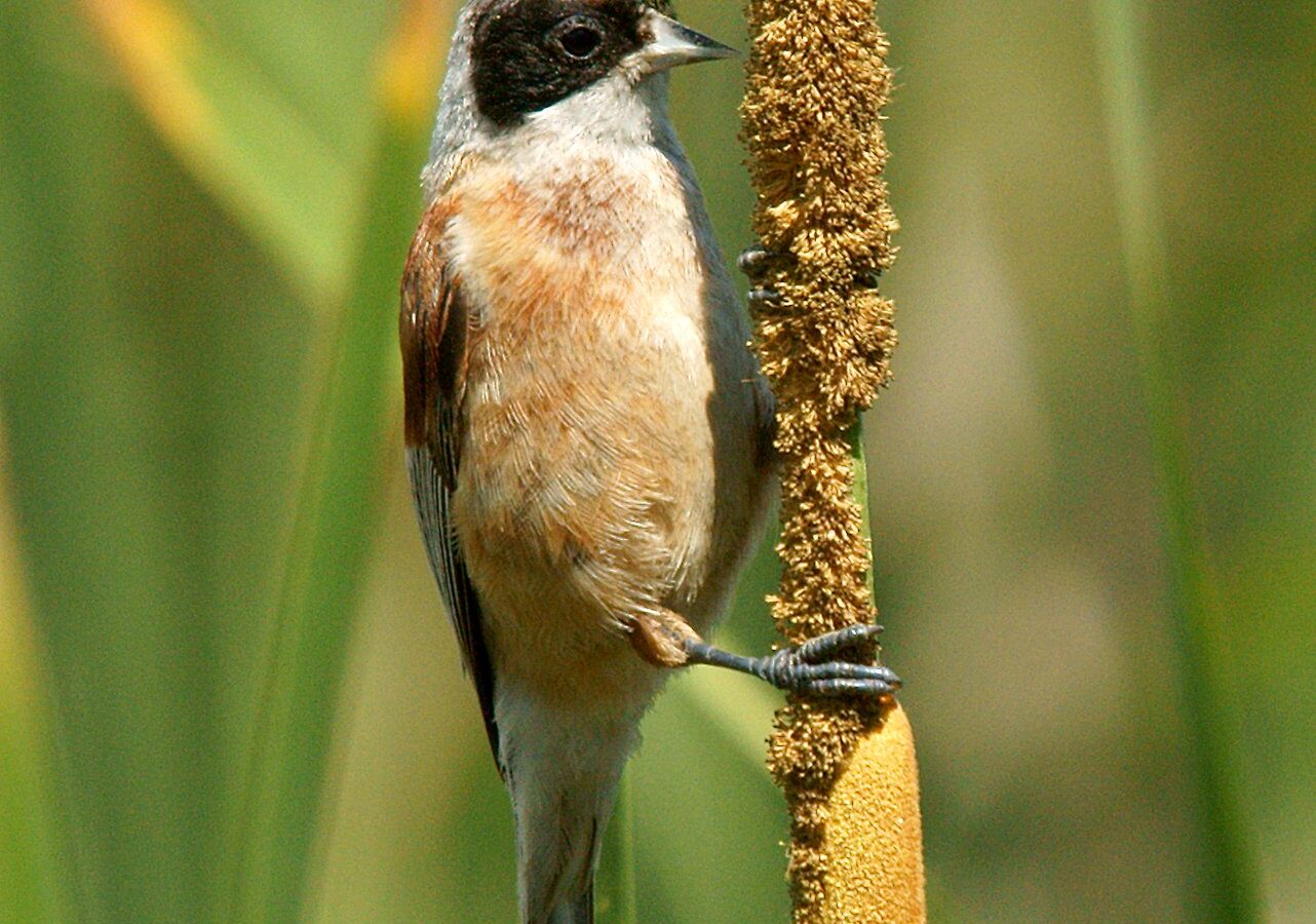 Eurasian Penduline Tit