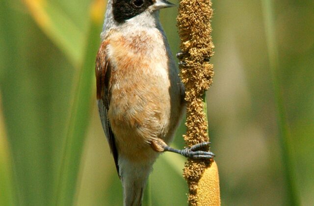 Eurasian Penduline Tit