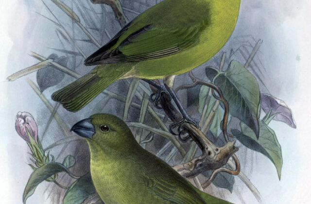 Lesser Koa Finch