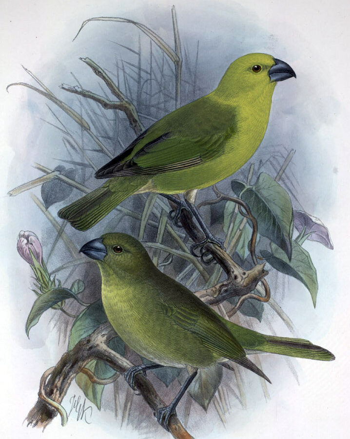 Lesser Koa Finch