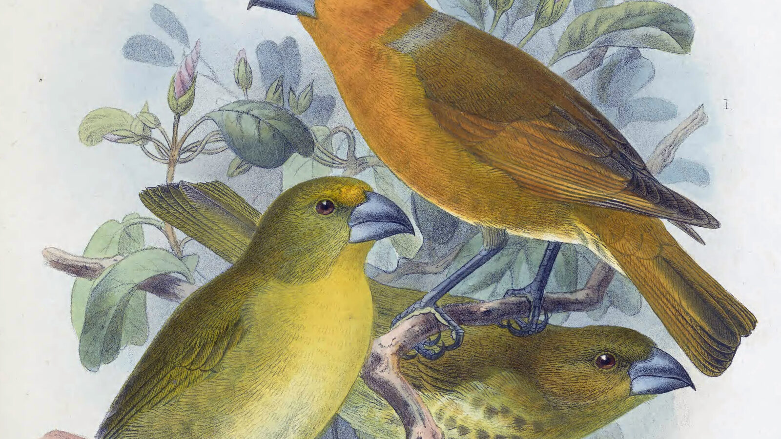 Greater Koa Finch