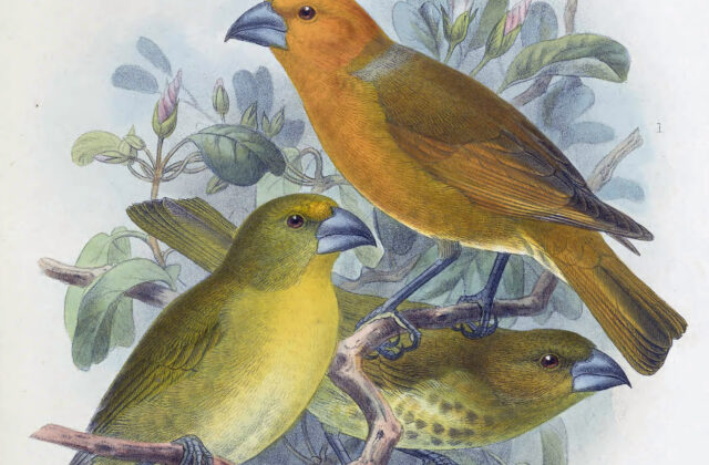 Greater Koa Finch