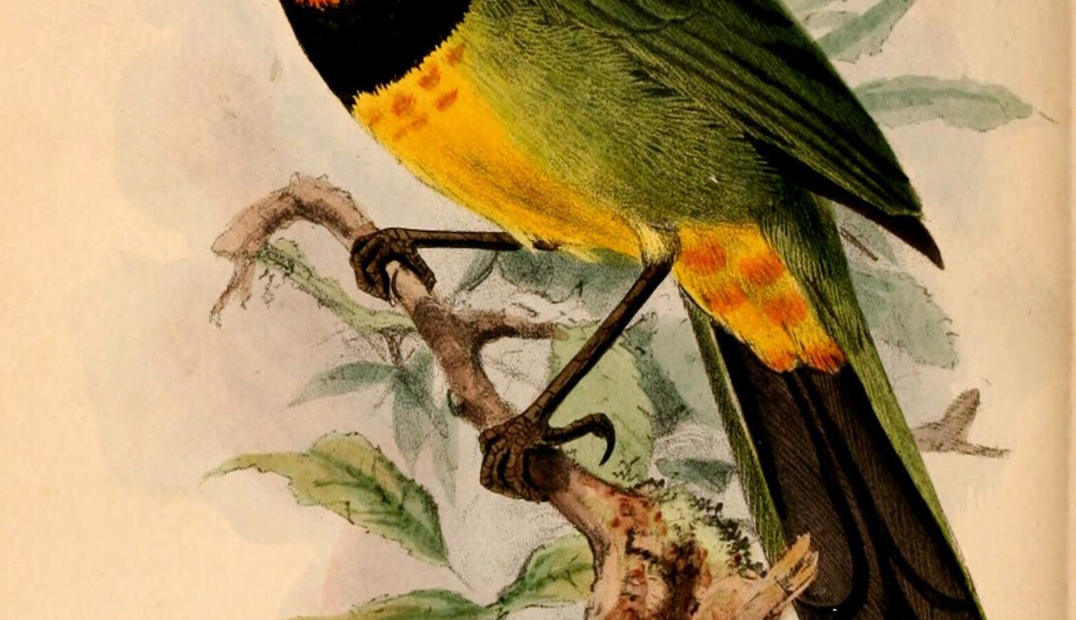 Gorgeous Bushshrike