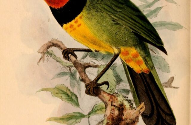 Gorgeous Bushshrike