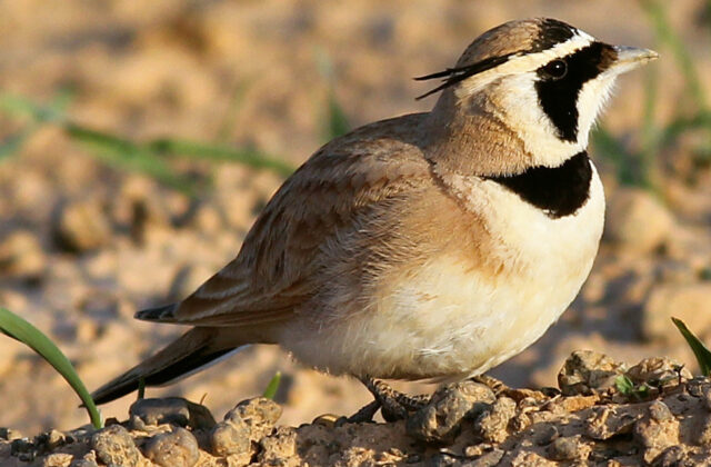 Temminck’s Lark
