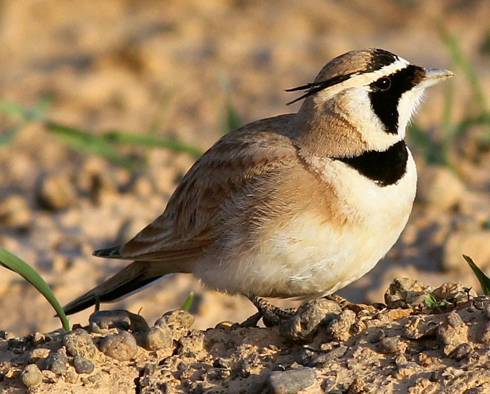 Temminck’s Lark