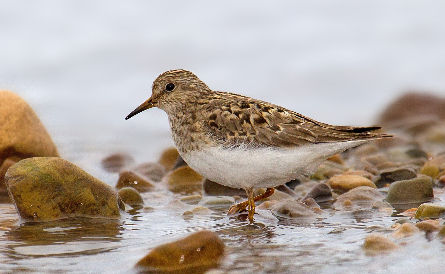 Temminck’s Stint