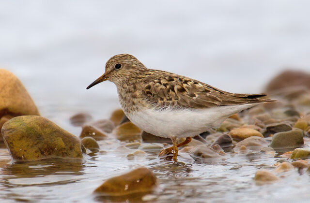 Temminck’s Stint