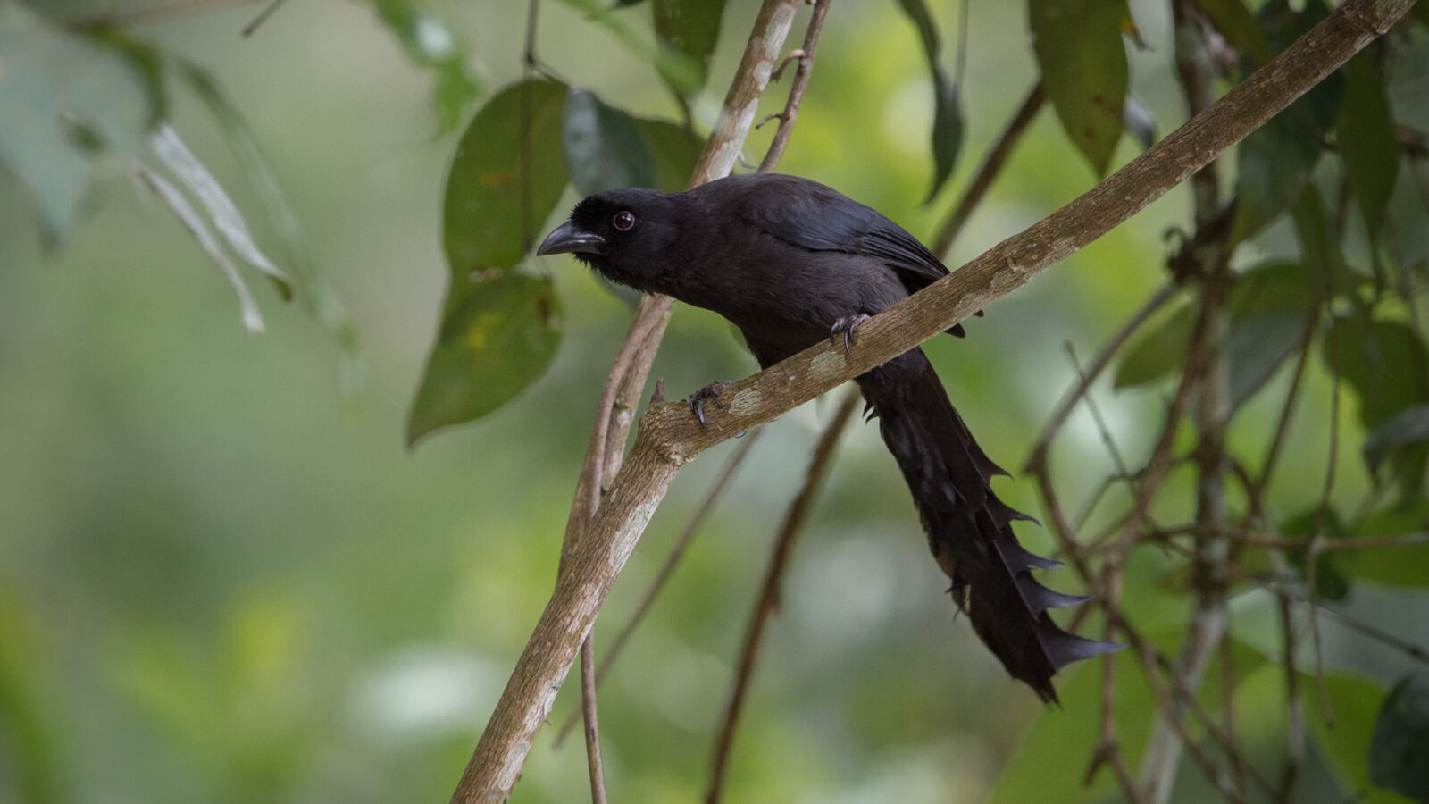 Ratchet-tailed Treepie
