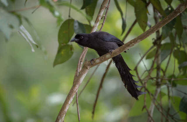 Ratchet-tailed Treepie