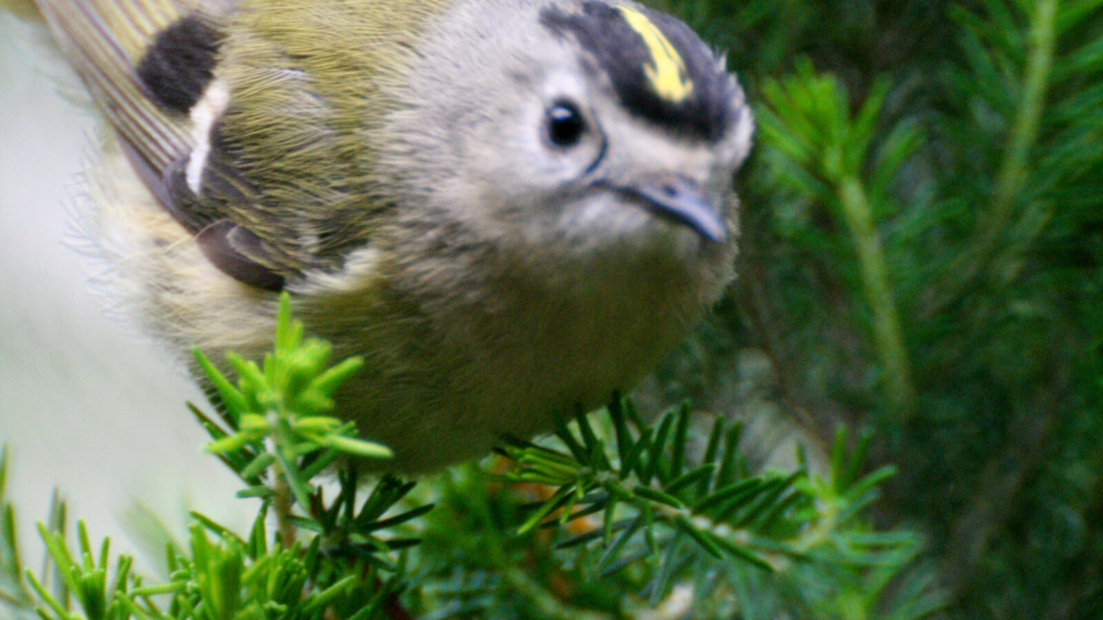 Goldcrest