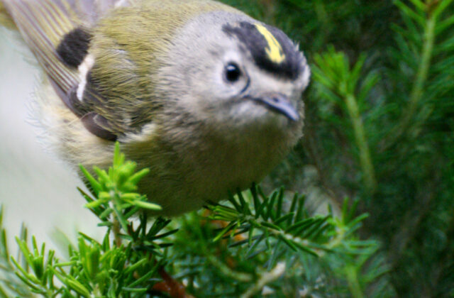 Goldcrest
