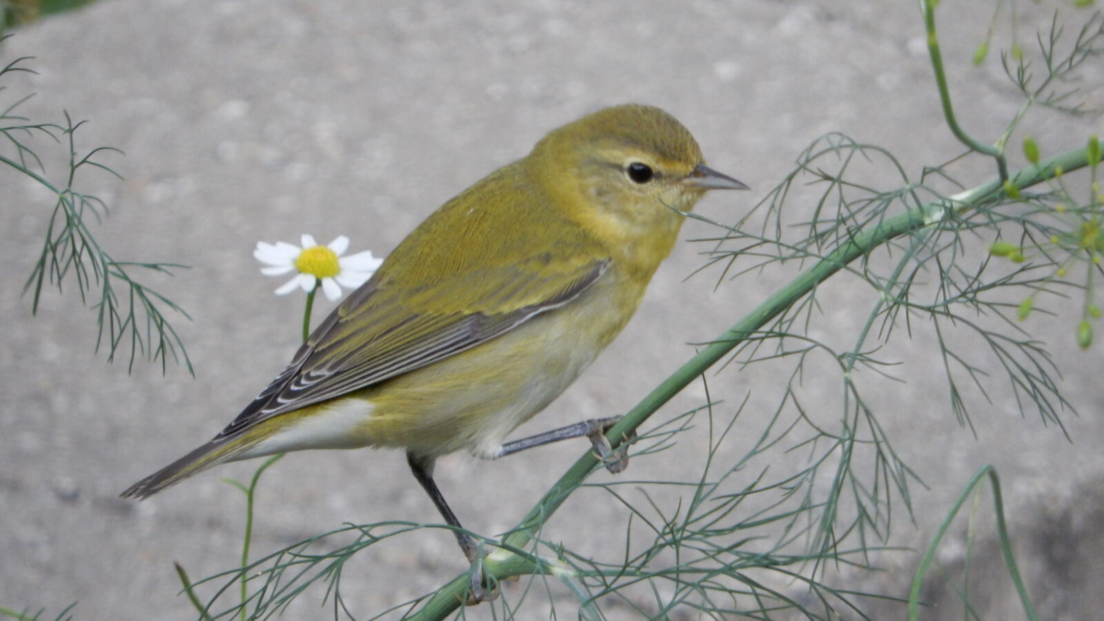 Tennessee Warbler