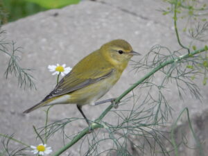 Tennessee Warbler