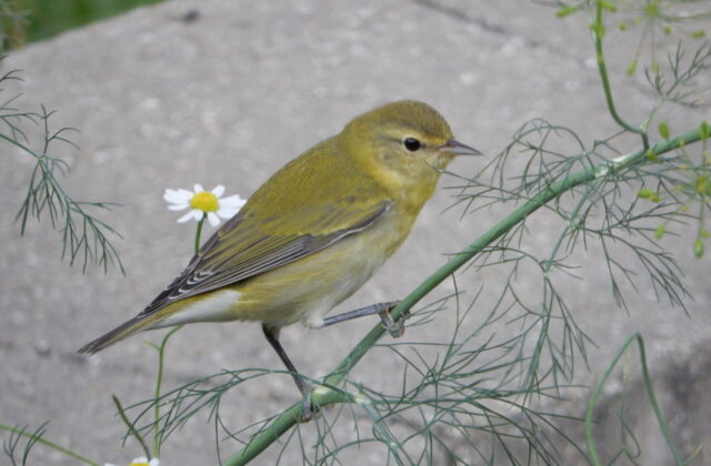 Tennessee Warbler