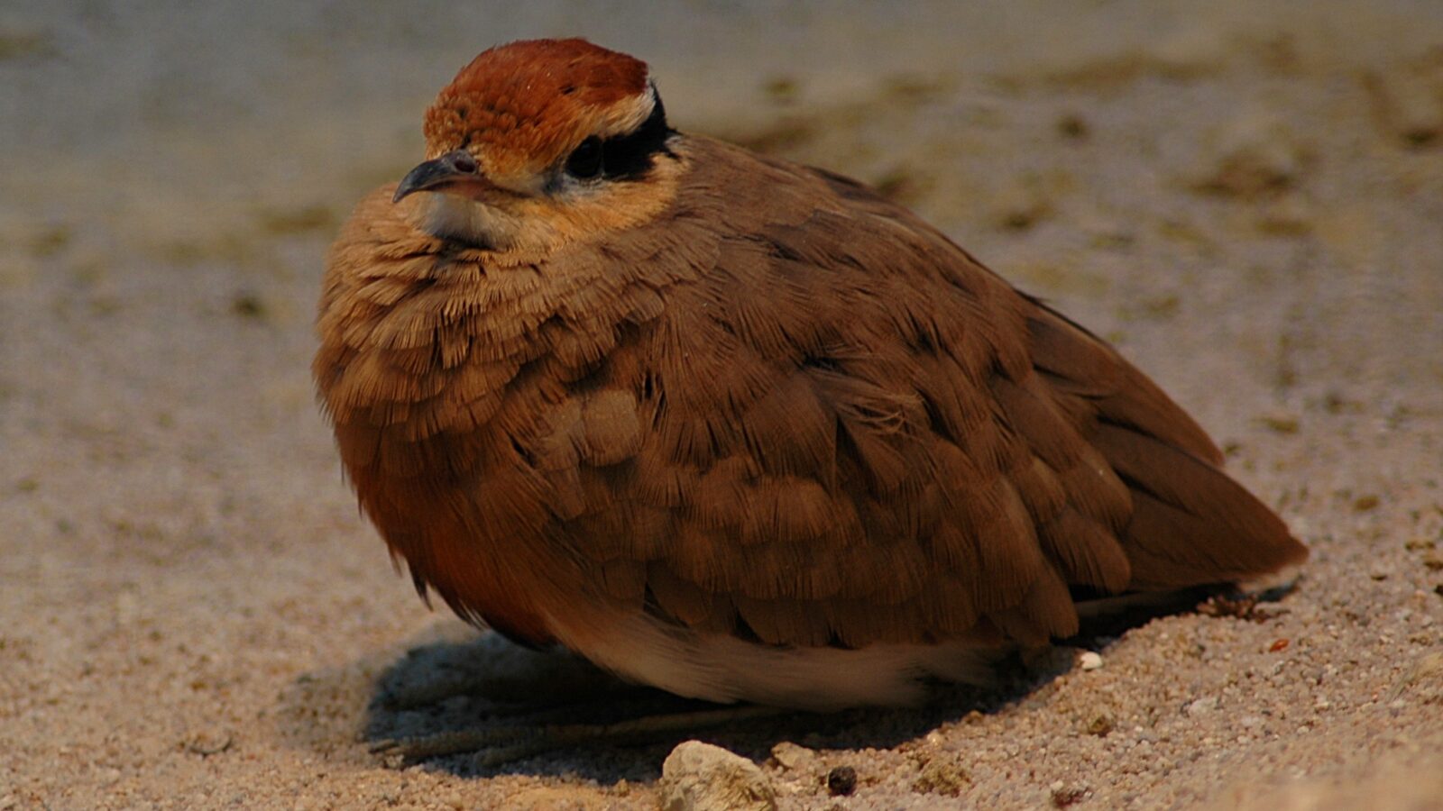 Temminck’s Courser