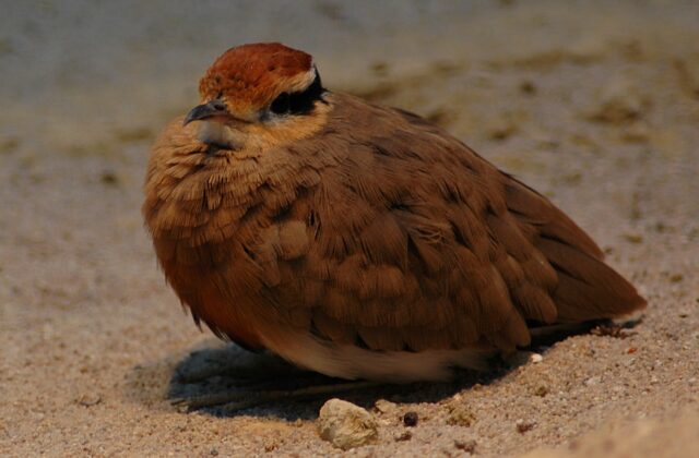 Temminck’s Courser