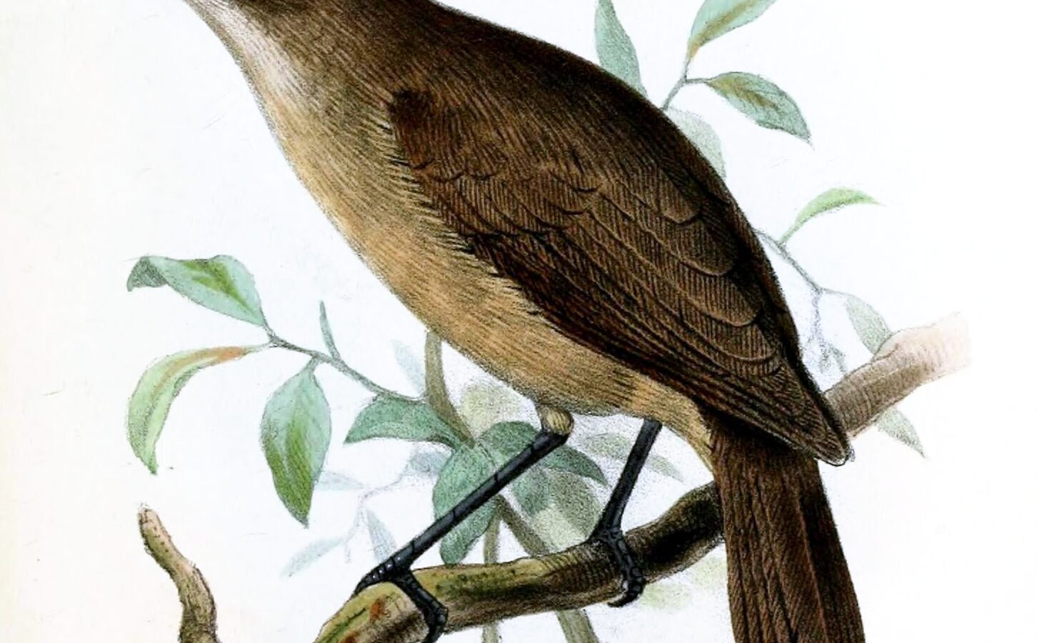 Dusky White-eye