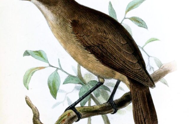 Dusky White-eye