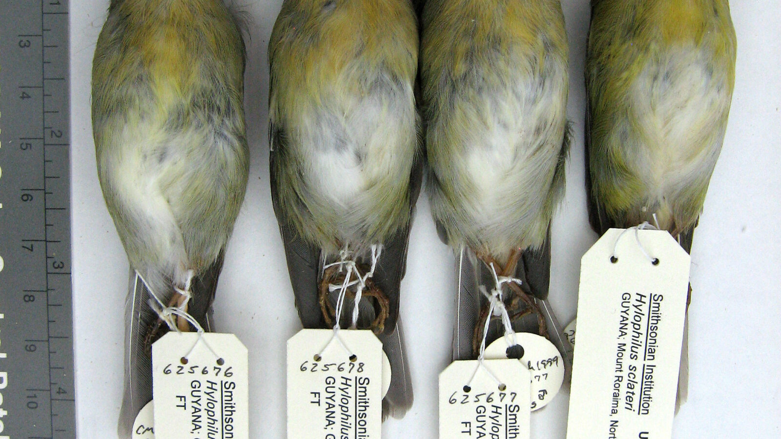 Tepui Vireo