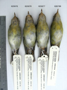 Tepui Vireo