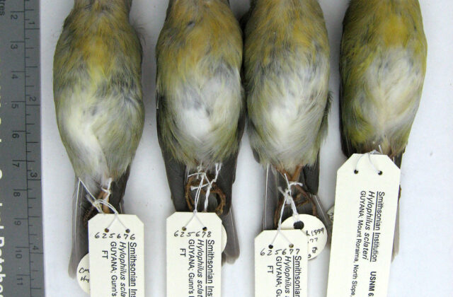 Tepui Vireo